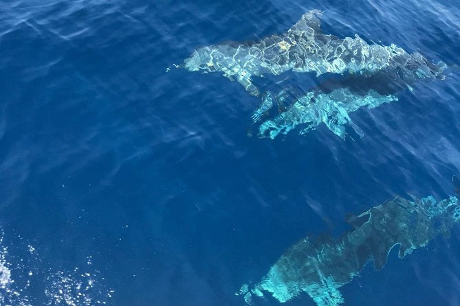 Private Blue Cave and Hvar - 5 Islands Tour - Komiza on Vis: breakfast energy and a calm town pause